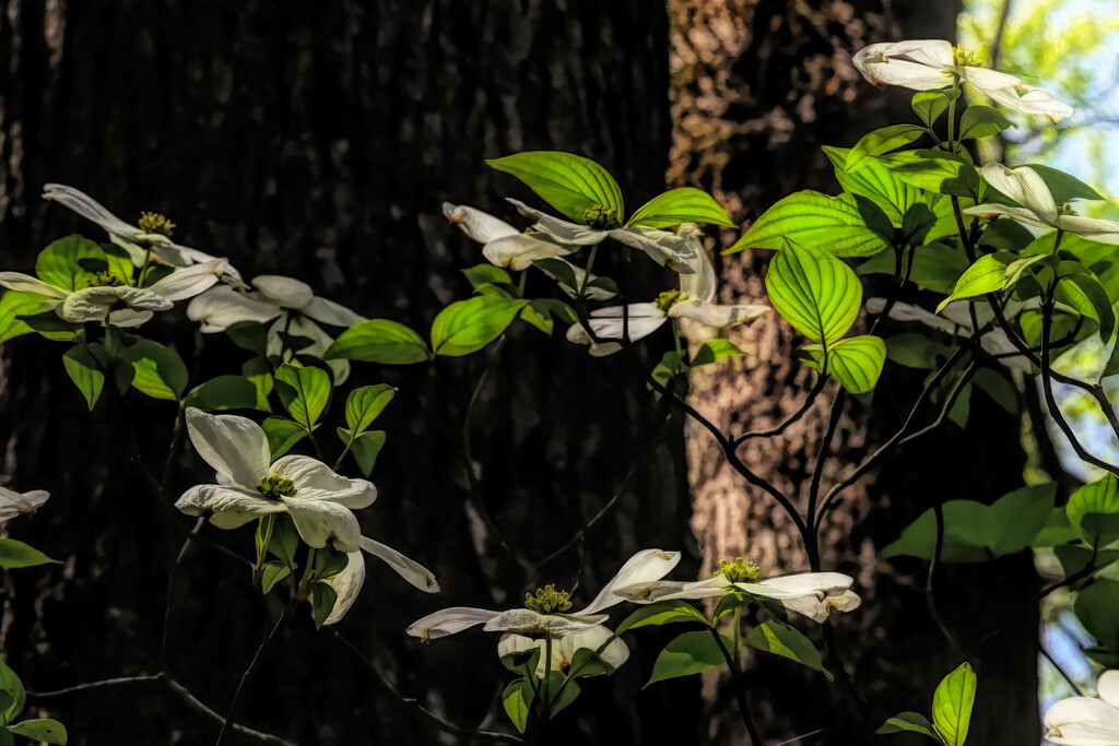 Dogwoods are in Bloom by milaniet