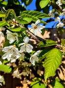 21st Apr 2022 - Cherry blossom