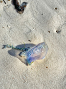 23rd Apr 2022 - Portuguese jellyfish. 