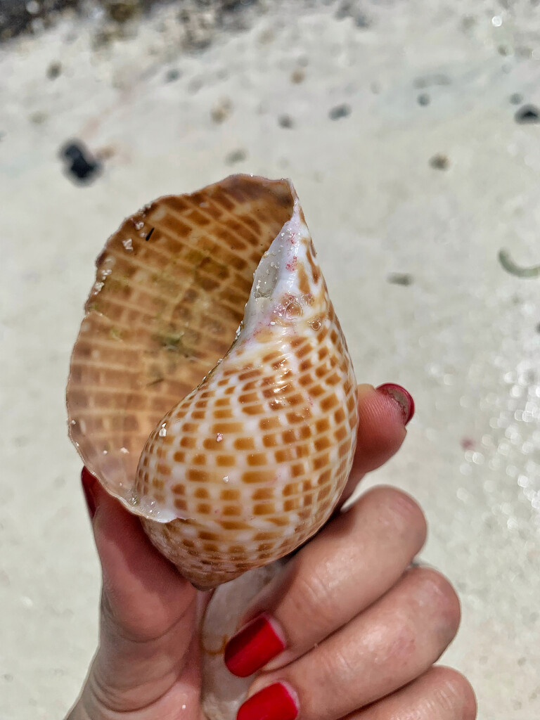Big shell.  by cocobella