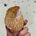 Big shell.  by cocobella
