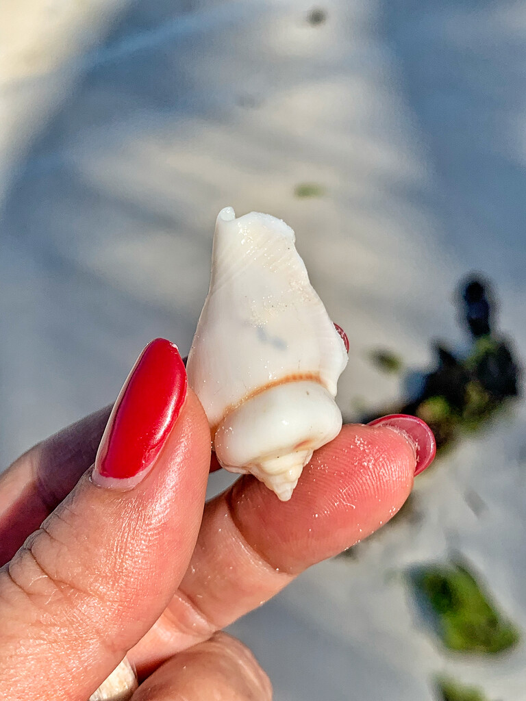 Small white shell.  by cocobella