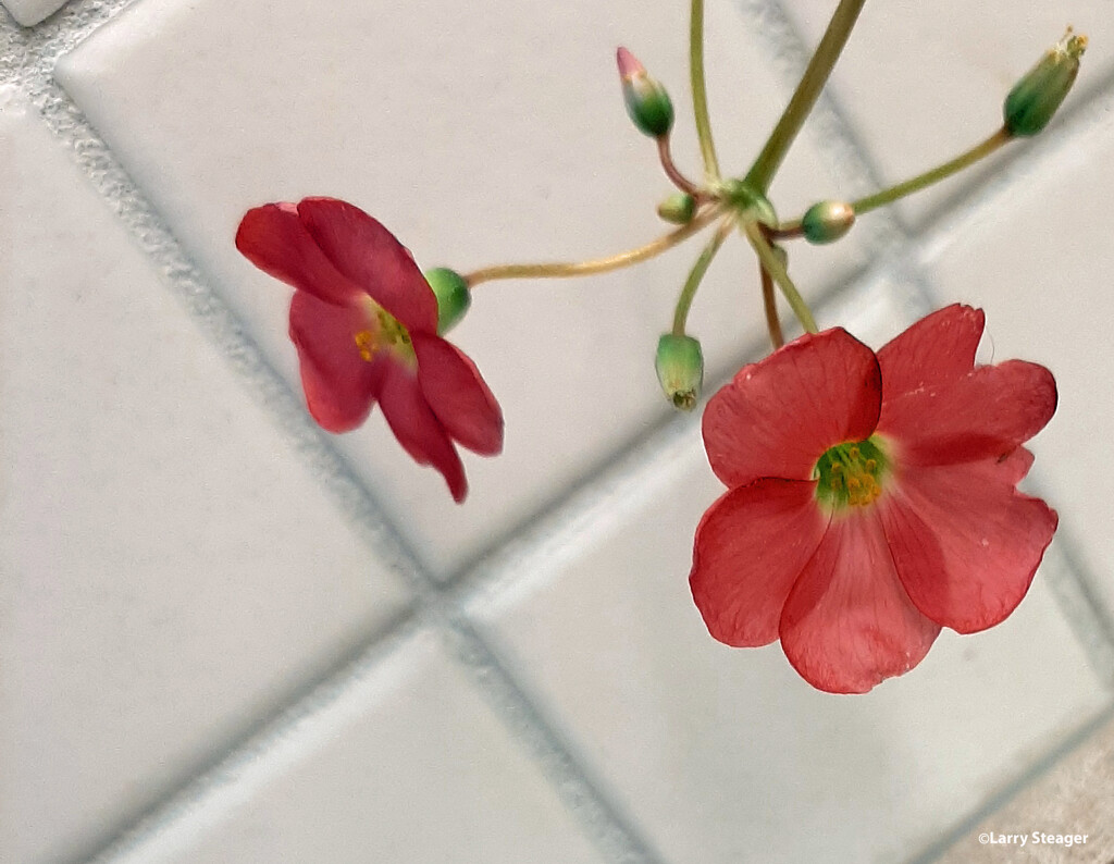 Oxalis bloom by larrysphotos
