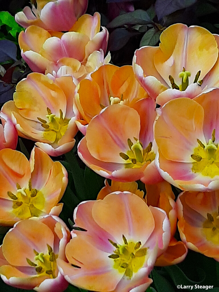 Triumph Tulip by larrysphotos