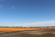 21st Apr 2022 - Void under a great sky and beside large tulip fieldsss .