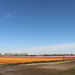 Void under a great sky and beside large tulip fieldsss . by pyrrhula