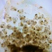 Nassarius larvae by belucha