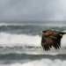 Juvenile Eagle Flying  by jgpittenger
