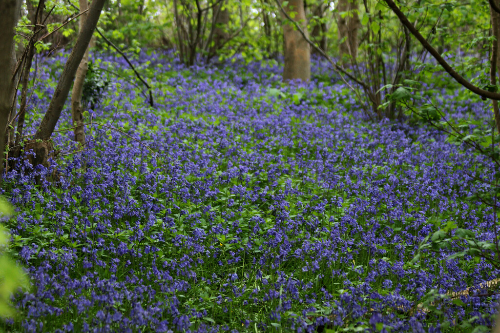 Bluebell Woods. by wendyfrost