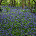 Bluebell Woods. by wendyfrost