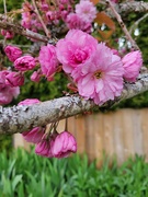 21st Apr 2022 - Cherry Blossoms