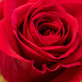 Rose Up Close! by rickster549