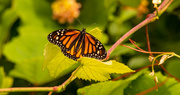 21st Apr 2022 - My First Monarch Butterfly of the Season!
