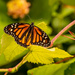 My First Monarch Butterfly of the Season! by rickster549