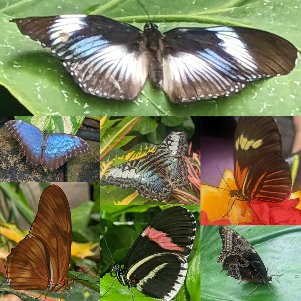 Beautiful Butterflies by photogypsy