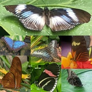 21st Apr 2022 - Beautiful Butterflies