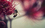 25th Jan 2022 - European honey bee (Apis mellifera)