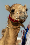 22nd Apr 2022 - Camel Portrait #3
