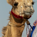 Camel Portrait #3 by ingrid01