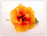22nd Apr 2022 - Hibiscus...