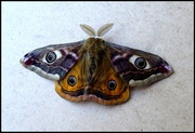 22nd Apr 2022 - Emperor moth