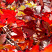 Autumn Shades by briaan