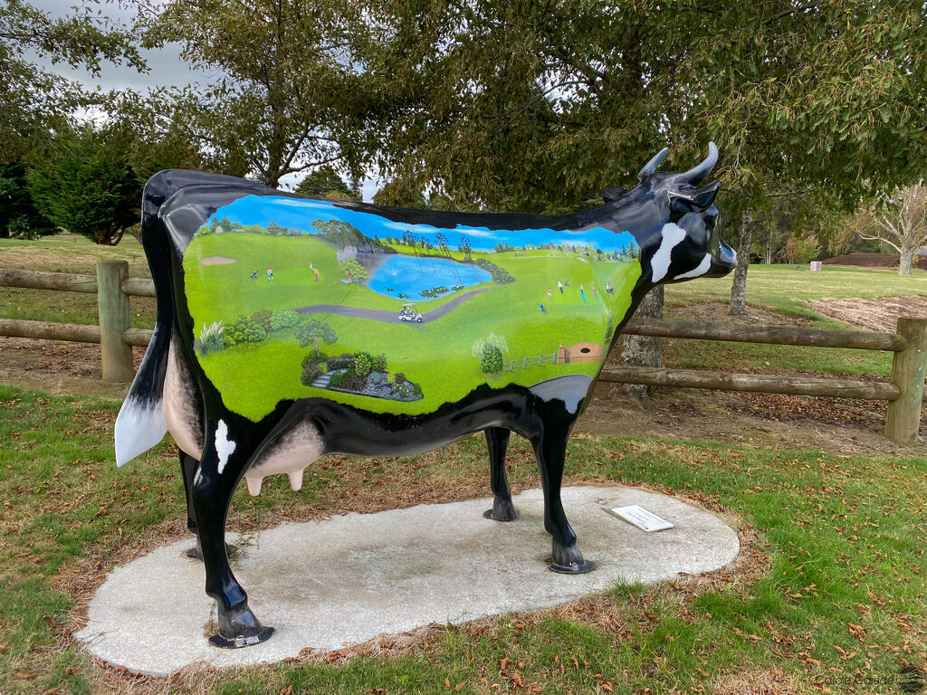 Morrinsville Cow by yorkshirekiwi