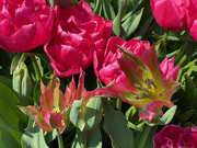 21st Apr 2022 - Tulips