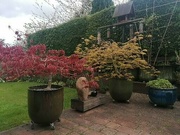 18th Apr 2022 - Dad's Acers looking good