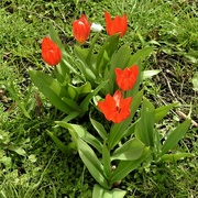 17th Apr 2022 - Red Tulips