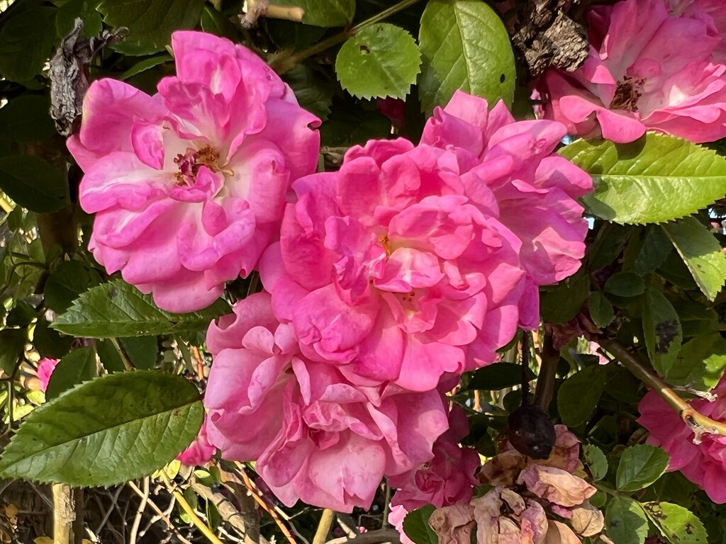 Vivid climbing roses by congaree