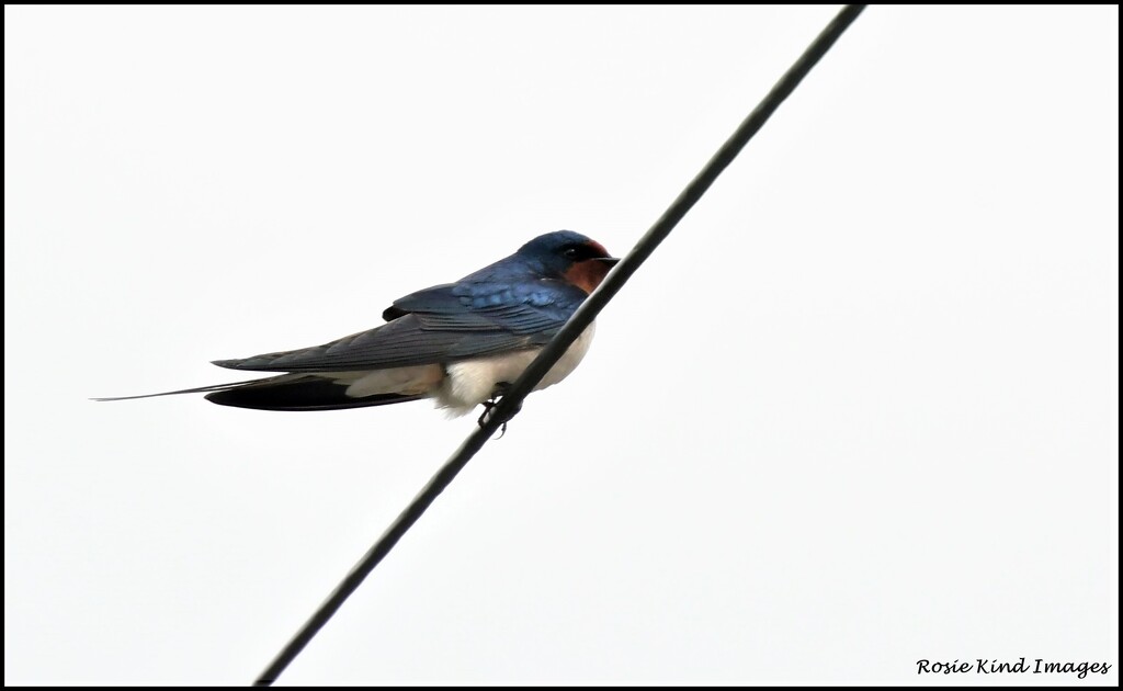 First swallow by rosiekind
