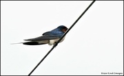 22nd Apr 2022 - First swallow