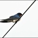 First swallow by rosiekind