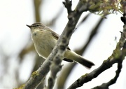 22nd Apr 2022 - At last a chiff chaff