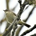 At last a chiff chaff by rosiekind