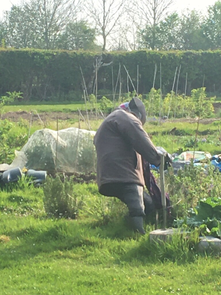 Working hard on the allotments this morning! by 365anne