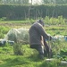 Working hard on the allotments this morning! by 365anne