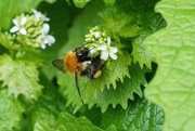 22nd Apr 2022 - A BUSY BEE