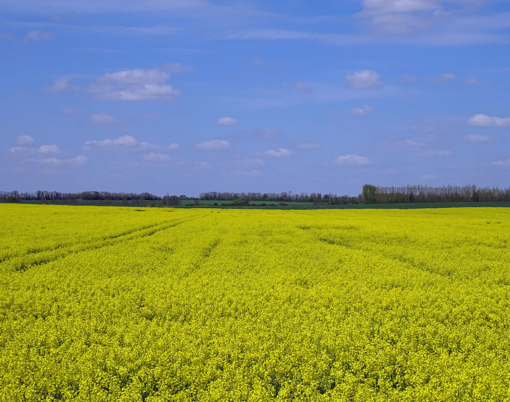 Ukrainian Flag in nature by marianj