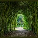 Through The Archway by carolmw