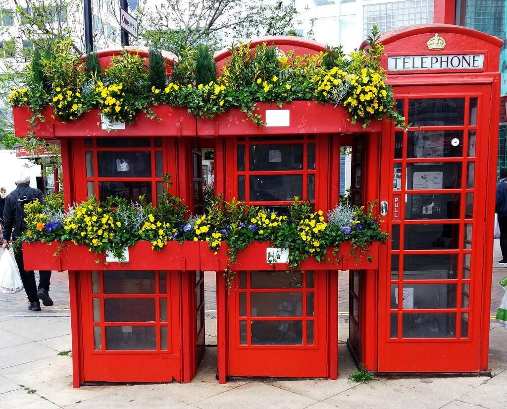 Springtime for the telephone boxes! by anitaw