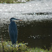 Blue Heron  by dkellogg
