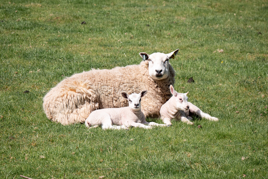 22nd April - Lambs by newbank