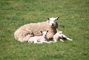 22nd Apr 2022 - 22nd April - Lambs