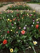 22nd Apr 2022 - Shugborough tulips
