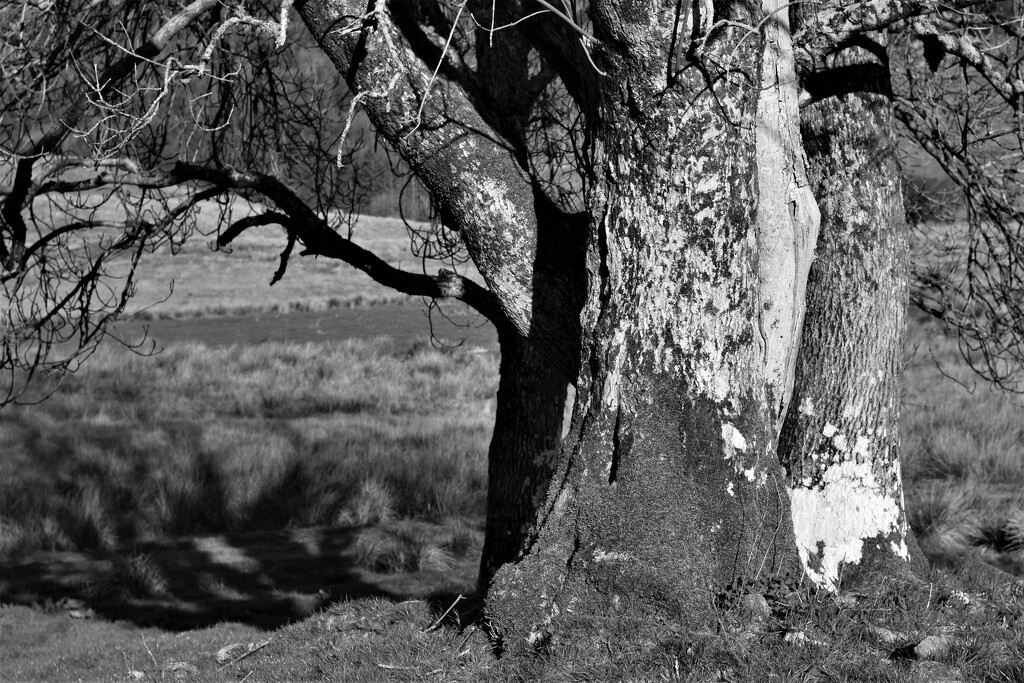 bark and shadows by christophercox