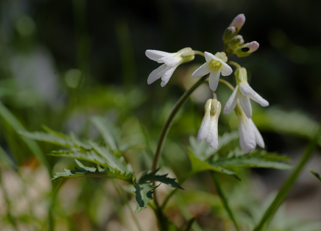 cut-leaved toothwort by rminer