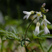 cut-leaved toothwort by rminer