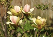 22nd Apr 2022 - Another Magnolia in the Garden
